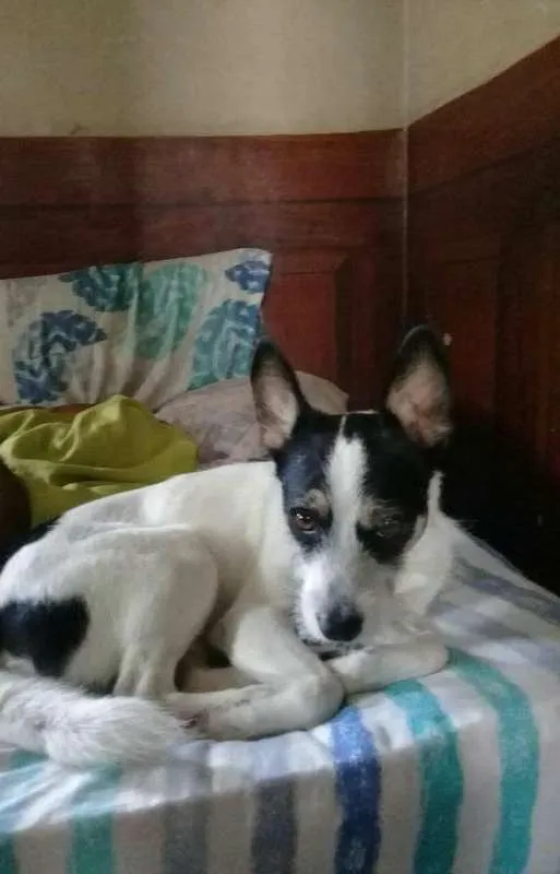 Cachorro raça vira lata com snawzer idade 2 anos nome Bob