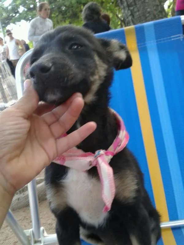 Cachorro ra a SRD idade 2 a 6 meses nome sem nome