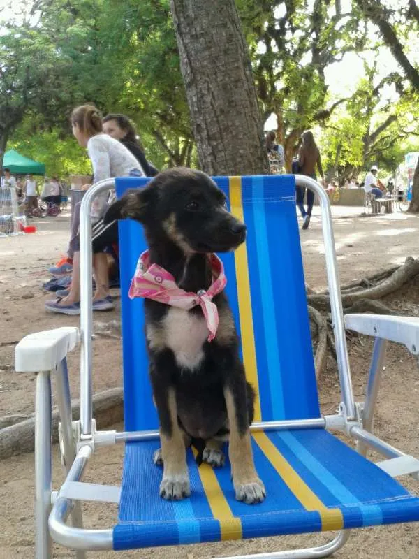 Cachorro ra a SRD idade 2 a 6 meses nome sem nome