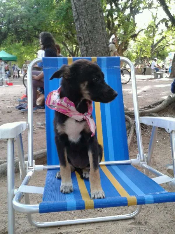 Cachorro ra a SRD idade 2 a 6 meses nome sem nome