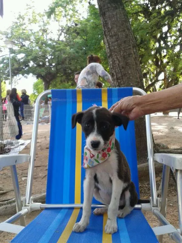 Cachorro ra a SRD idade 2 a 6 meses nome sem nome