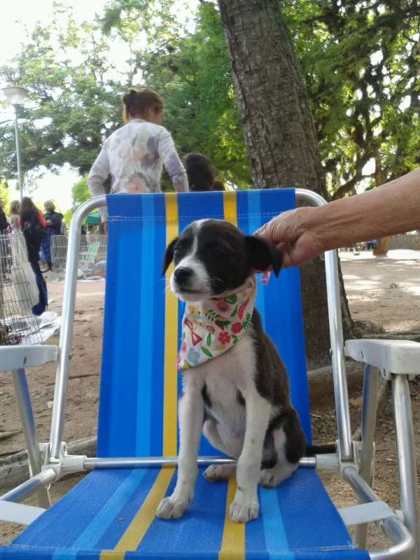 Cachorro ra a SRD idade 2 a 6 meses nome sem nome
