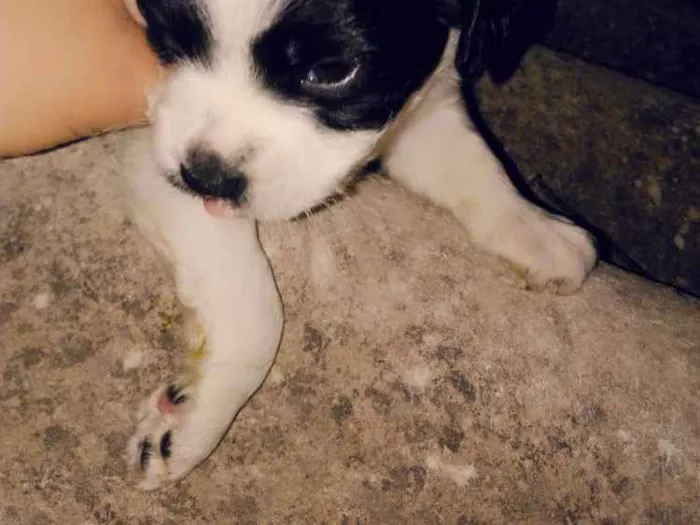 Cachorro ra a Sem raça definida  idade Abaixo de 2 meses nome Ainda sem nomes 