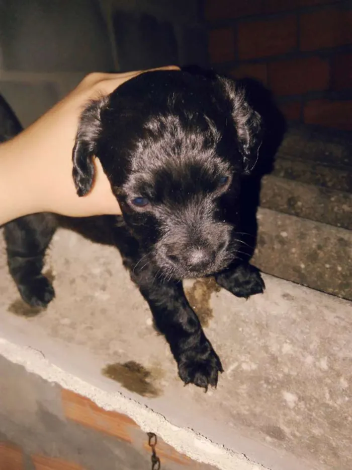 Gato ra a  idade Abaixo de 2 meses nome Sem nome 