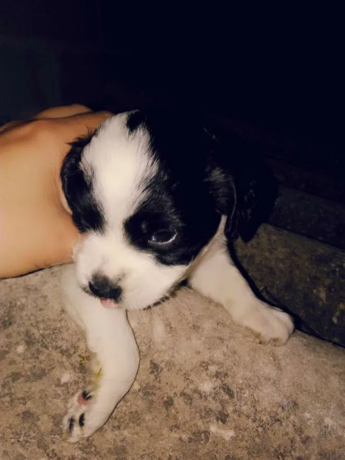 Cachorro ra a  idade Abaixo de 2 meses nome Max