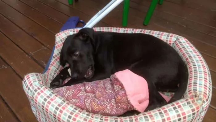 Cachorro ra a SRD idade 2 a 6 meses nome Luna