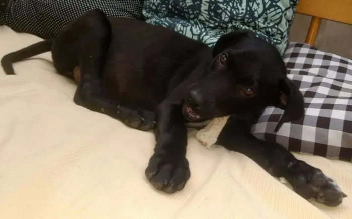 Cachorro ra a SRD idade 2 a 6 meses nome Luna