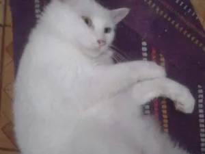 Gato raça Siamesa idade 1 ano nome Lua