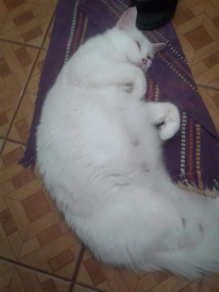 Gato raça Siamesa idade 1 ano nome Lua