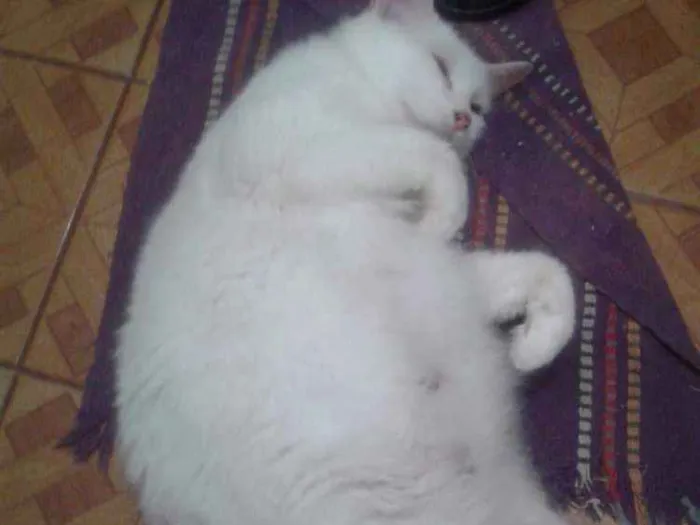 Gato raça Siamesa idade 1 ano nome Lua