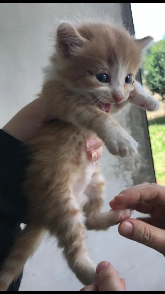 Gato ra a Vira lata  idade Abaixo de 2 meses nome Filhotes de gato 