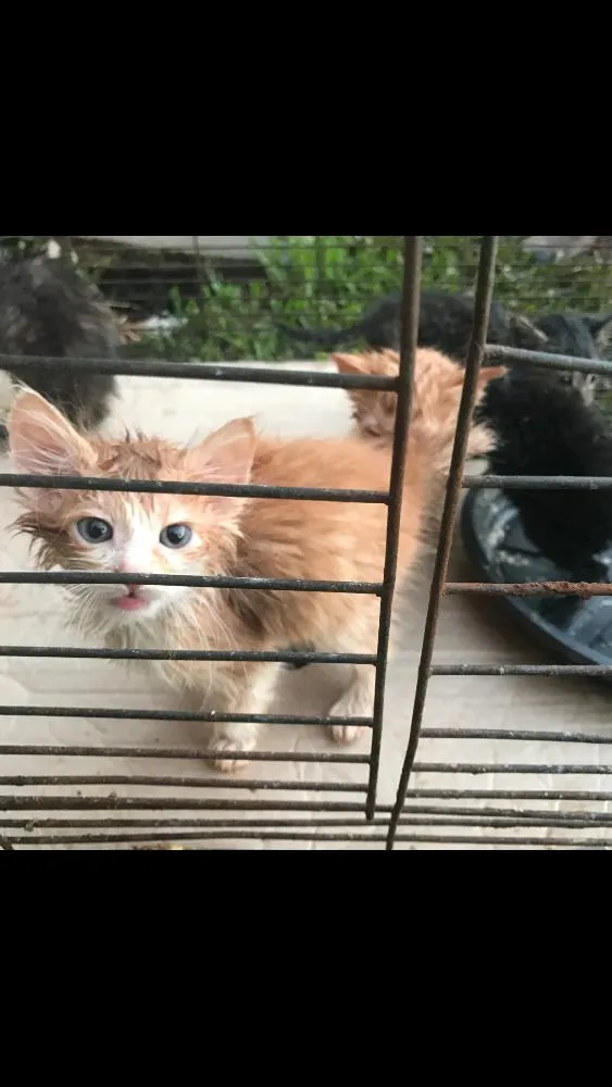 Gato ra a Vira lata  idade Abaixo de 2 meses nome Filhotes de gato 