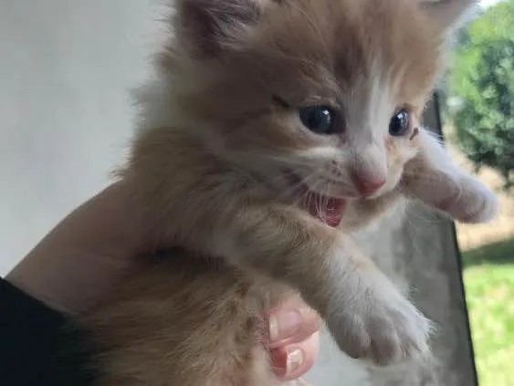 Gato ra a Vira lata  idade Abaixo de 2 meses nome Filhotes de gato 