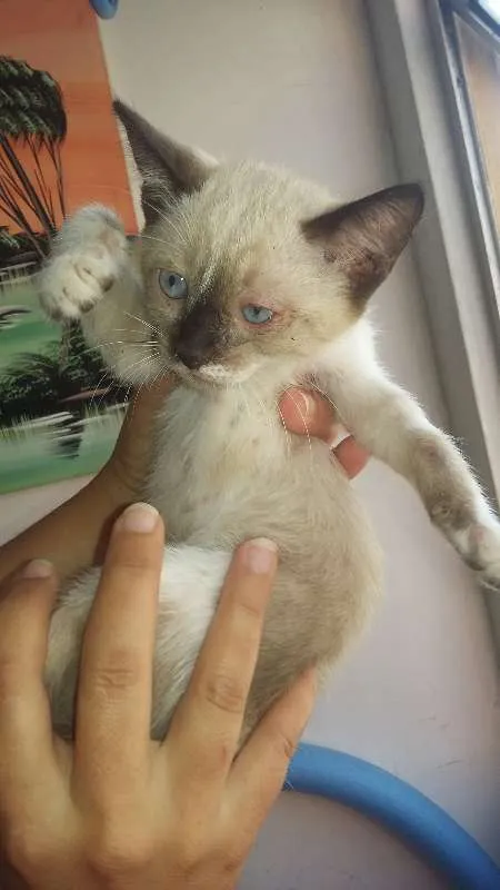 Gato ra a Siamês idade 2 a 6 meses nome Dori