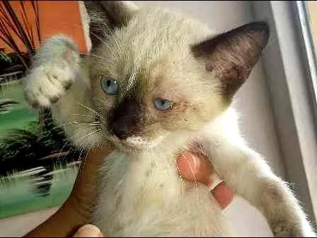 Gato ra a Siamês idade 2 a 6 meses nome Dori