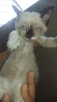 Dori