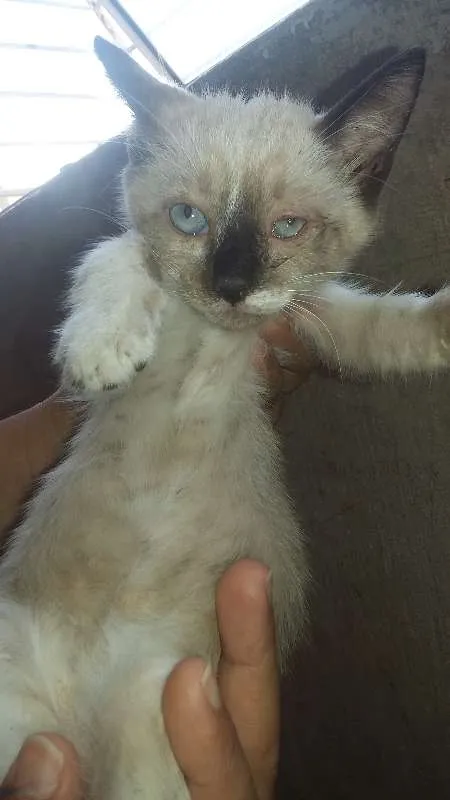 Gato ra a Siamês idade 2 a 6 meses nome Dori