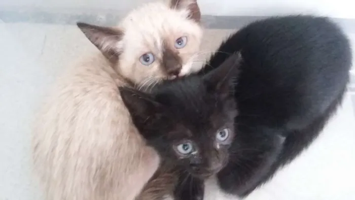 Gato ra a Siamês idade 2 a 6 meses nome Dori