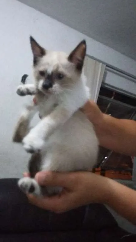 Gato ra a Siamês idade 2 a 6 meses nome Dori