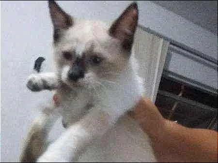 Gato ra a Siamês idade 2 a 6 meses nome Dori