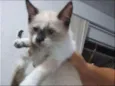 Dori