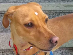 Cachorro raça SRD idade 1 ano nome Jojo