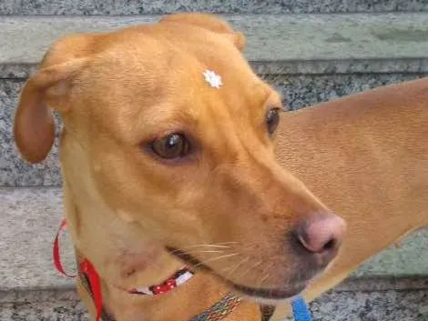 Cachorro ra a SRD idade 1 ano nome Jojo