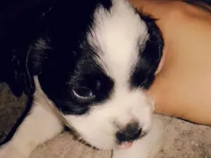 Cachorro raça  idade Abaixo de 2 meses nome Max