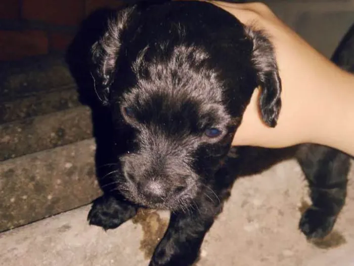 Gato ra a  idade Abaixo de 2 meses nome Sem nome 