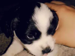 Cachorro raça Sem raça definida  idade Abaixo de 2 meses nome Ainda sem nomes 