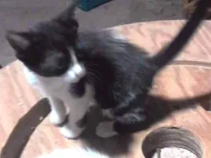 Gato raça Mistura de raças idade Abaixo de 2 meses nome Não tem nomes