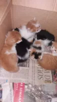 Cats