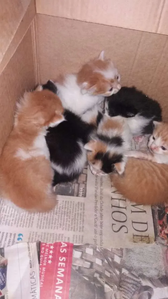 Gato raça  idade Abaixo de 2 meses nome Cats