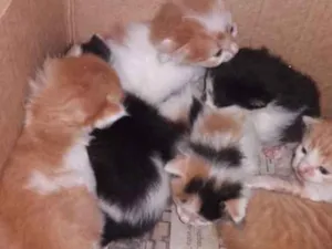Gato raça  idade Abaixo de 2 meses nome Cats