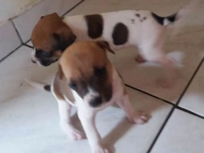 Cachorro ra a Vira-lata idade Abaixo de 2 meses nome Malhado
