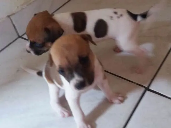 Cachorro ra a Vira-lata idade Abaixo de 2 meses nome Malhado