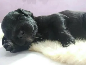 Cachorro raça vira-lata idade Abaixo de 2 meses nome Sem nome 