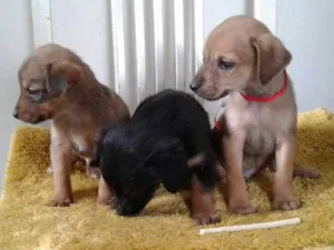 Cachorro raça SRD idade 2 a 6 meses nome varios