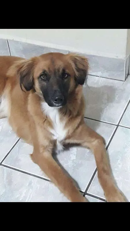 Cachorro ra a srd idade 1 ano nome Violeta (Vivi)