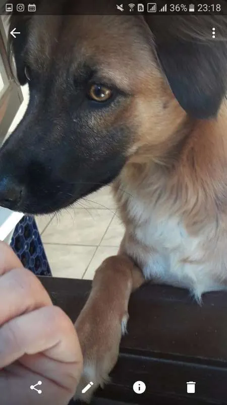 Cachorro ra a srd idade 1 ano nome Violeta (Vivi)