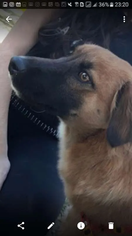Cachorro ra a srd idade 1 ano nome Violeta (Vivi)