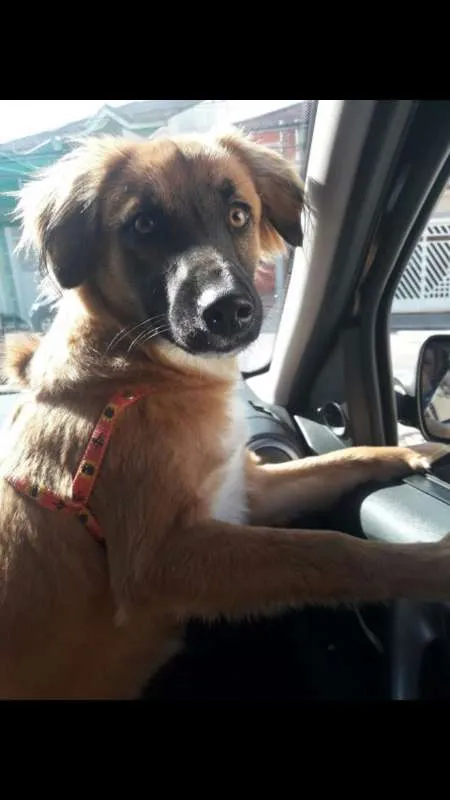 Cachorro ra a srd idade 1 ano nome Violeta (Vivi)