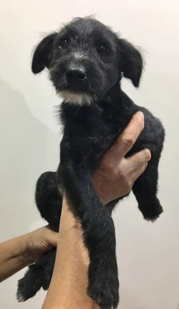 Cachorro ra a Sem Raça Definida  idade 2 a 6 meses nome Pêto
