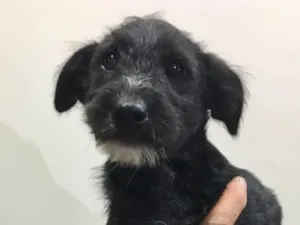 Cachorro raça Sem Raça Definida  idade 2 a 6 meses nome Pêto