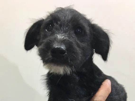 Cachorro ra a Sem Raça Definida  idade 2 a 6 meses nome Pêto