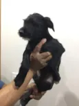 Pêto
