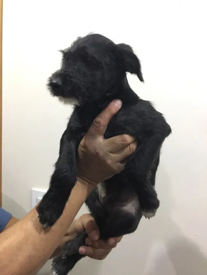 Cachorro ra a Sem Raça Definida  idade 2 a 6 meses nome Pêto