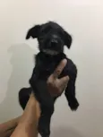 Pêto