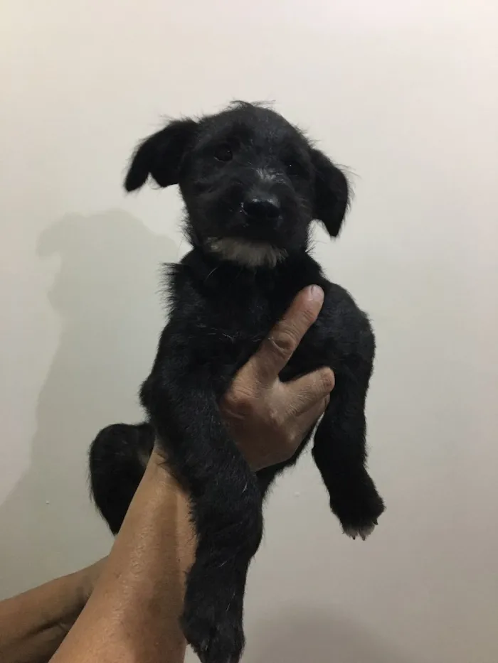 Cachorro ra a Sem Raça Definida  idade 2 a 6 meses nome Pêto