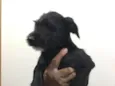 Pêto